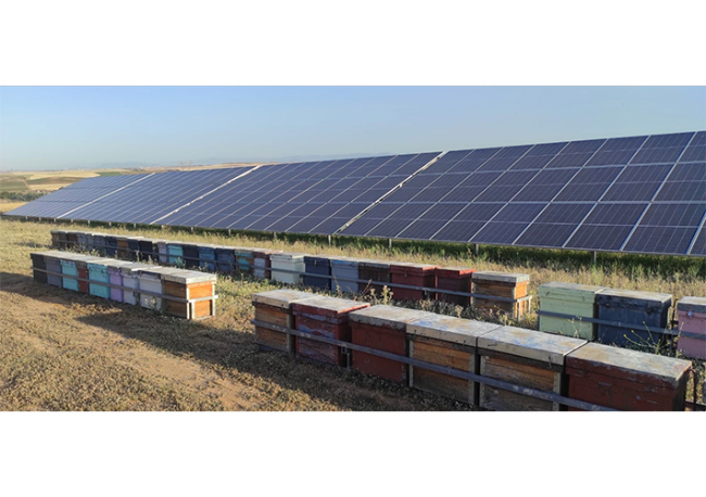 Foto Día Mundial de las Abejas. Iberdrola instala 1.234 colmenas en instalaciones renovables.